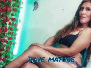 Dove_mature